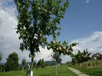 Bild Obstgarten Bild Obstgarten